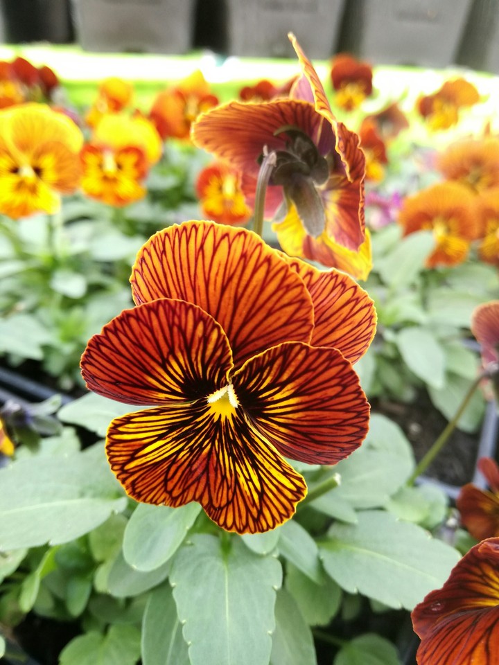 Stunning pansy