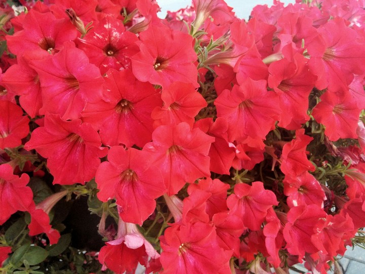 flower
