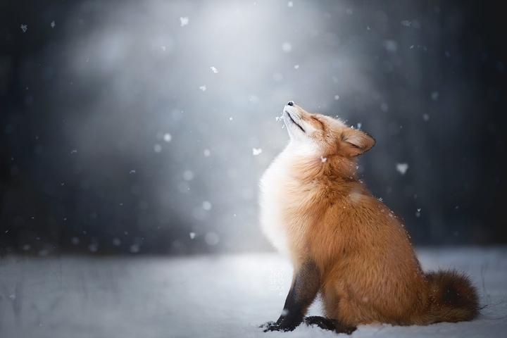 Fox in Snow