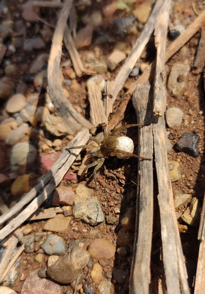 spider