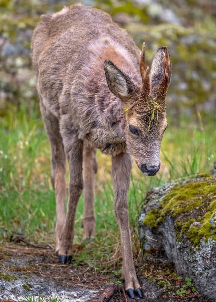 Deer