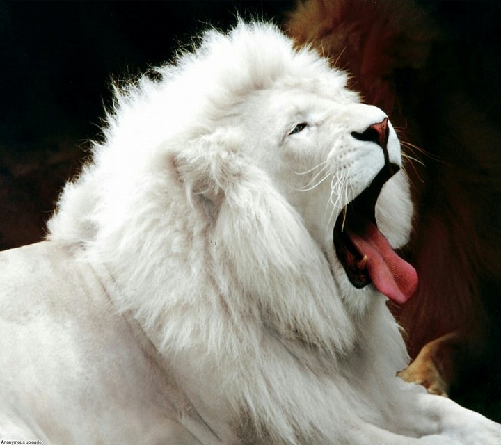 White Lion
