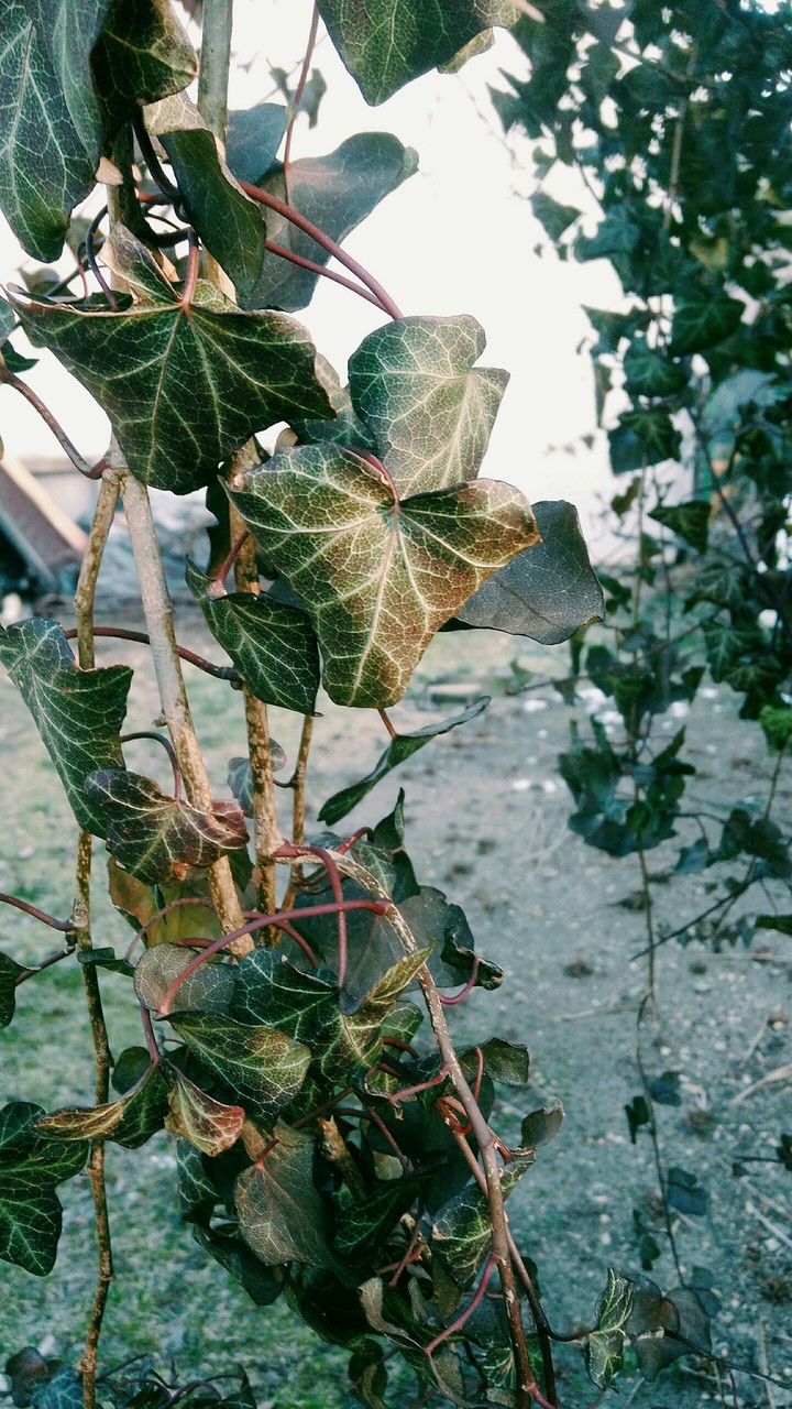 Ivy