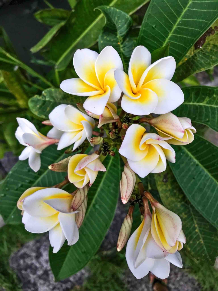 plumeria
