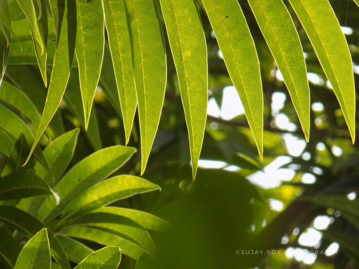 leaves