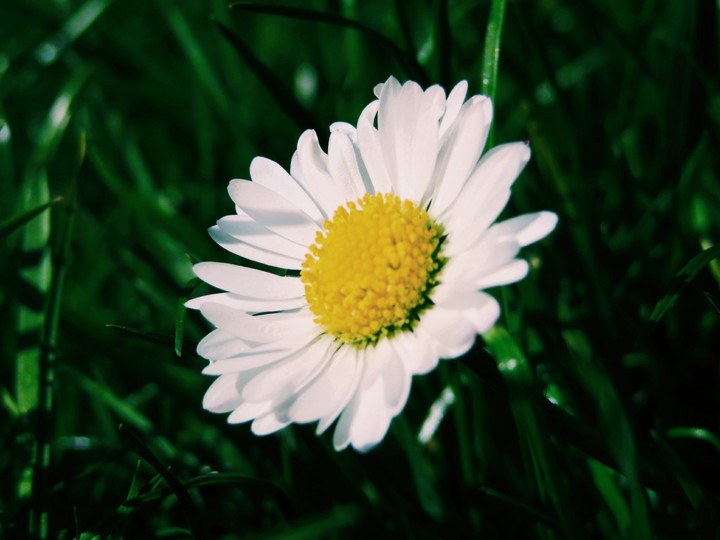 Daisy