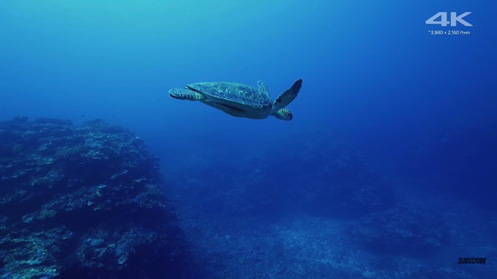 sea