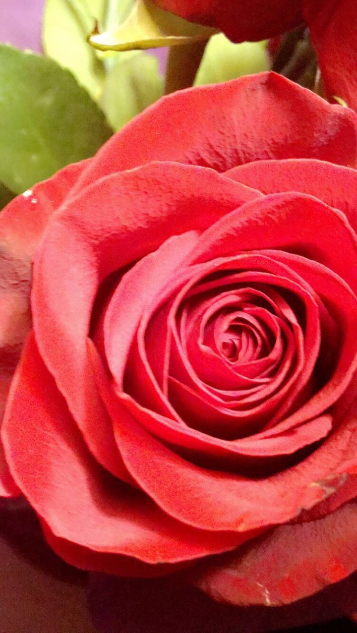 The rose