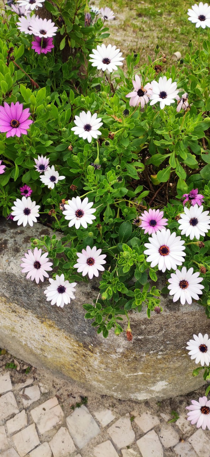 Flores