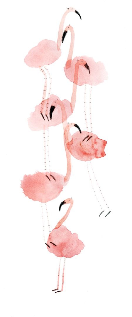 Flamingos
