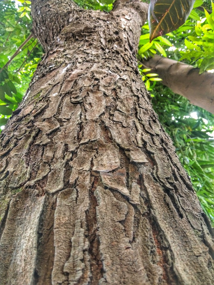 trees