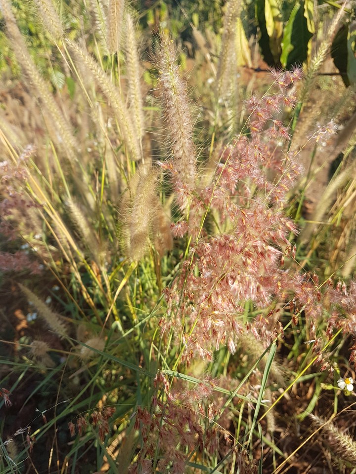grass