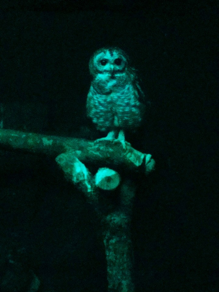 OWL