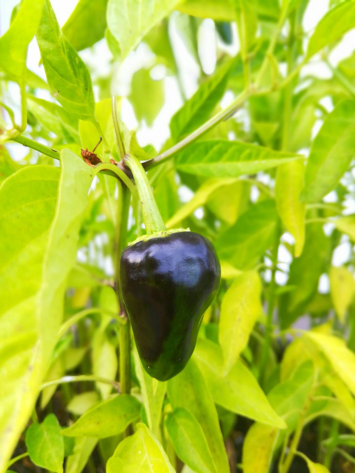 Paprika