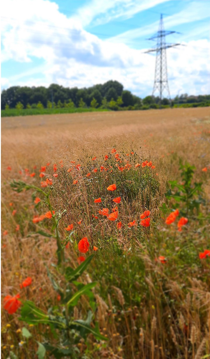 poppy field