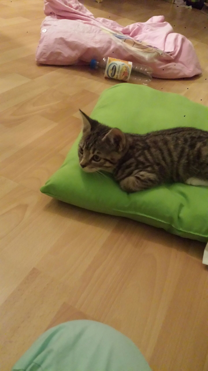sweet cat