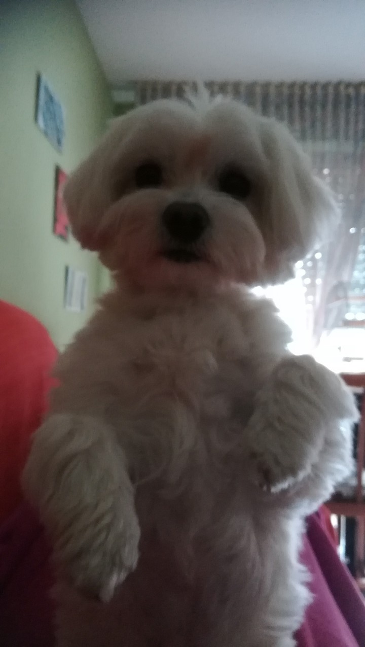 Perro