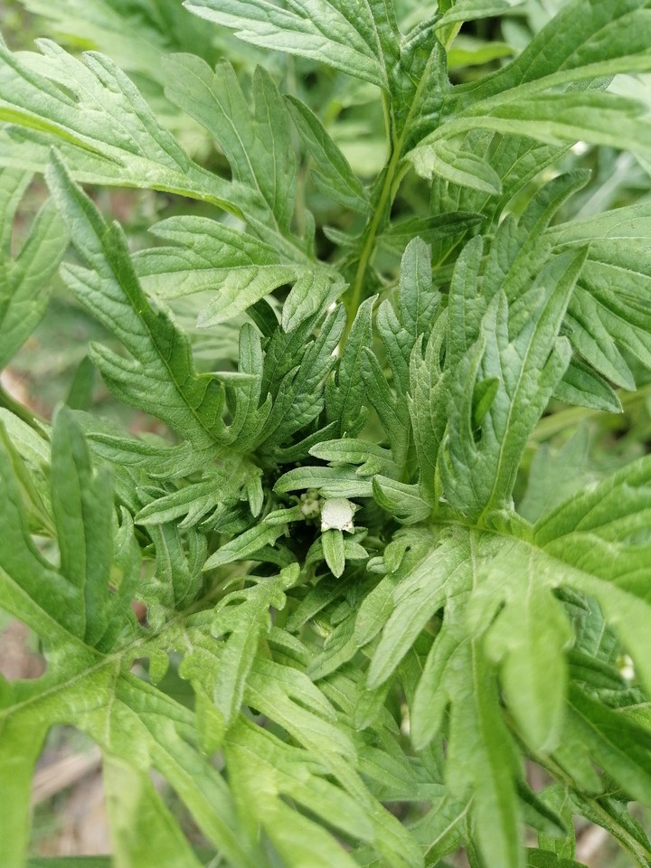 plant