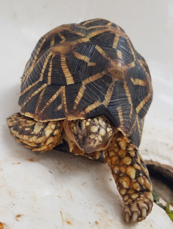 Tortoise