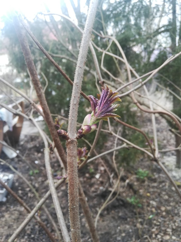 Spring nature elder button