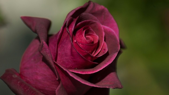 rose, bud, petal, drops...