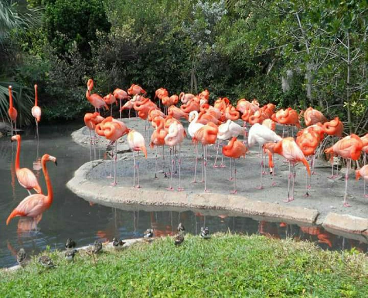 Flamingo