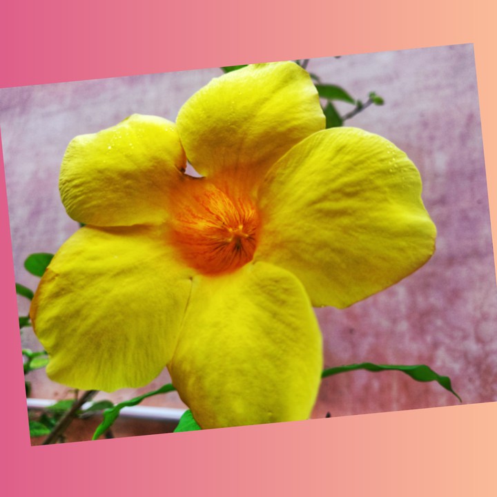 flower