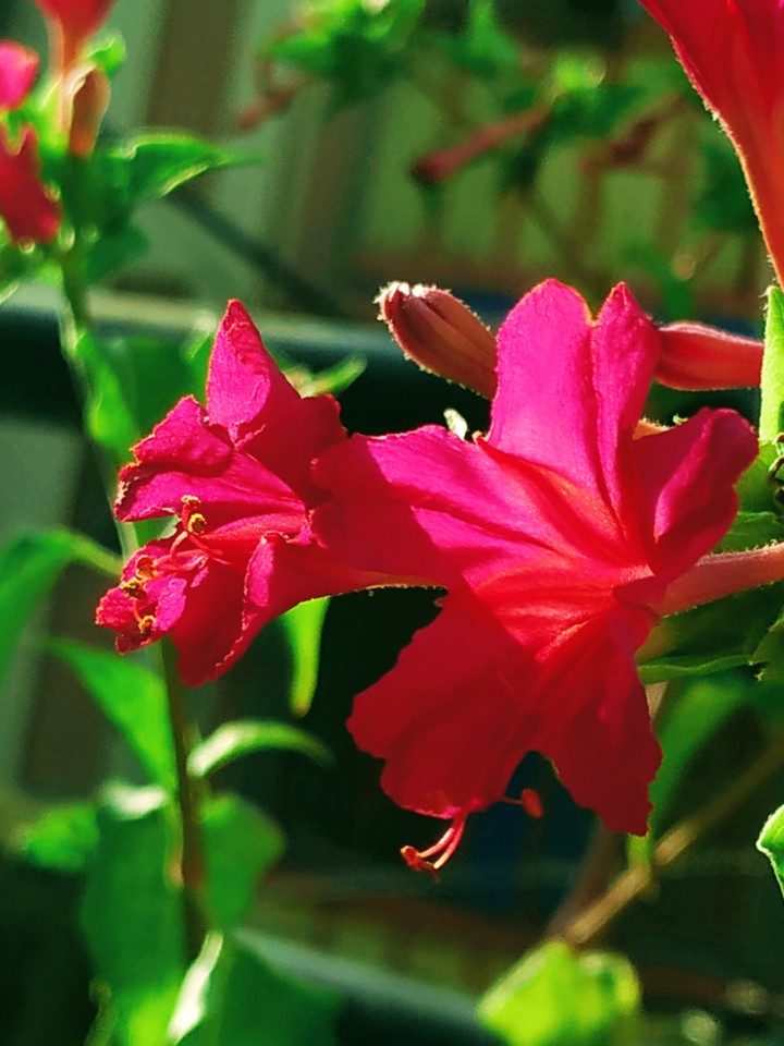 A little Sunshine