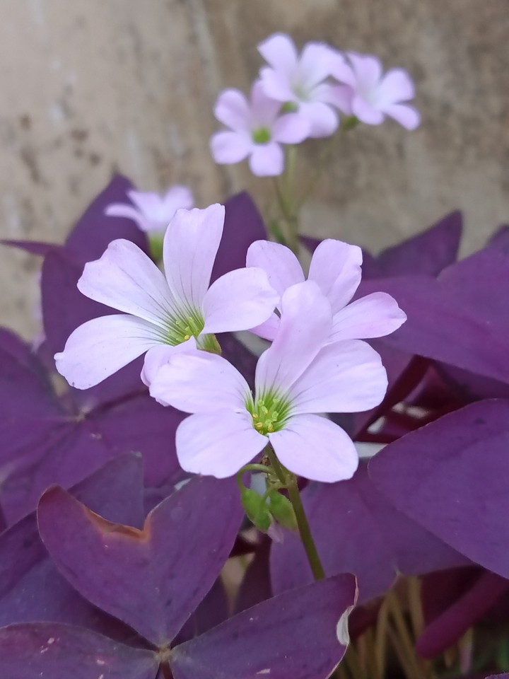 oxalis