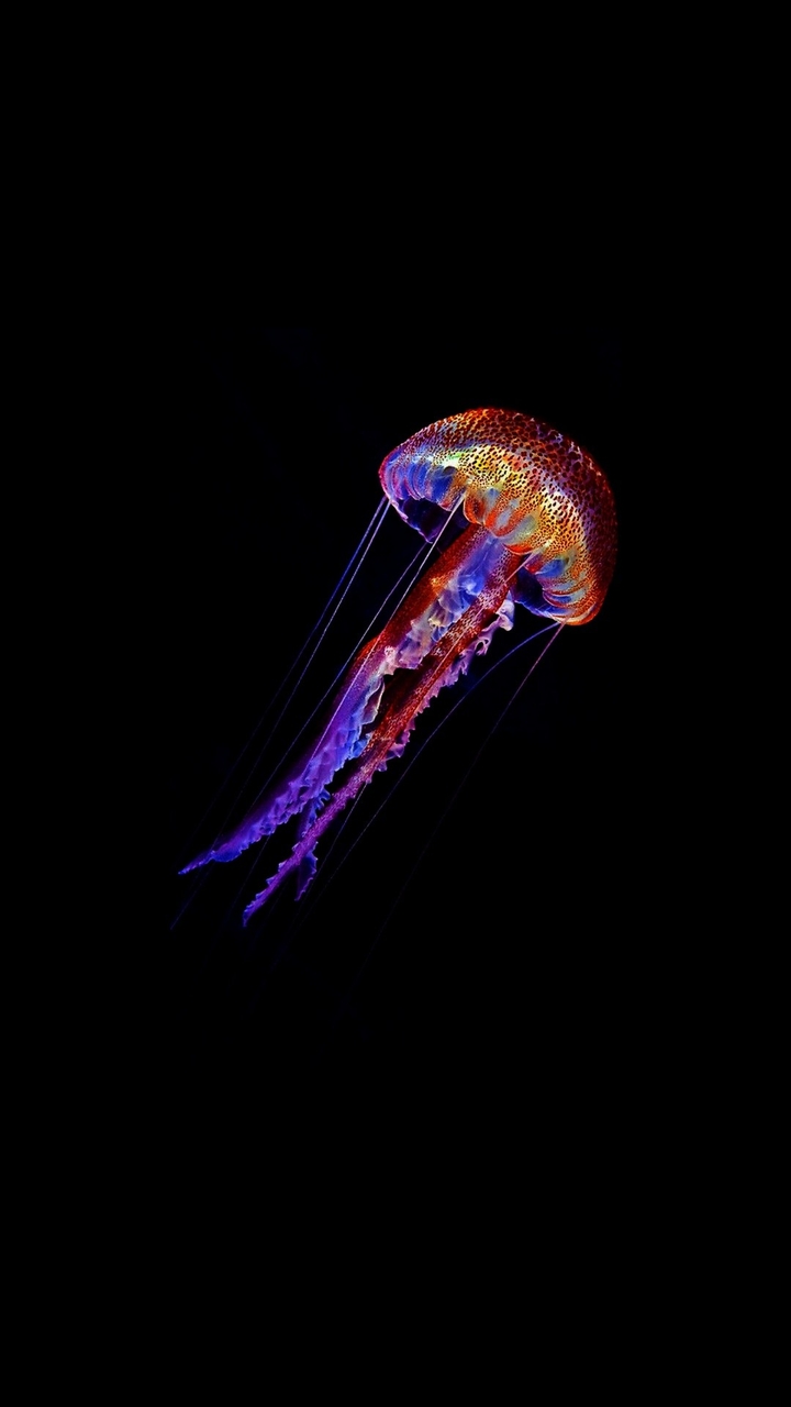 jellyfish