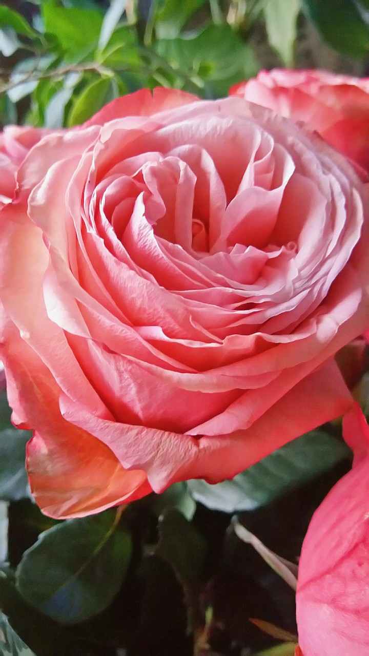 rose 