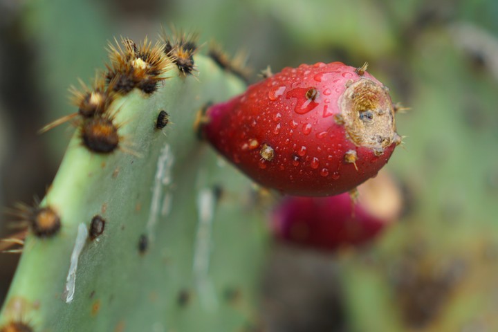 prickly pear cactus