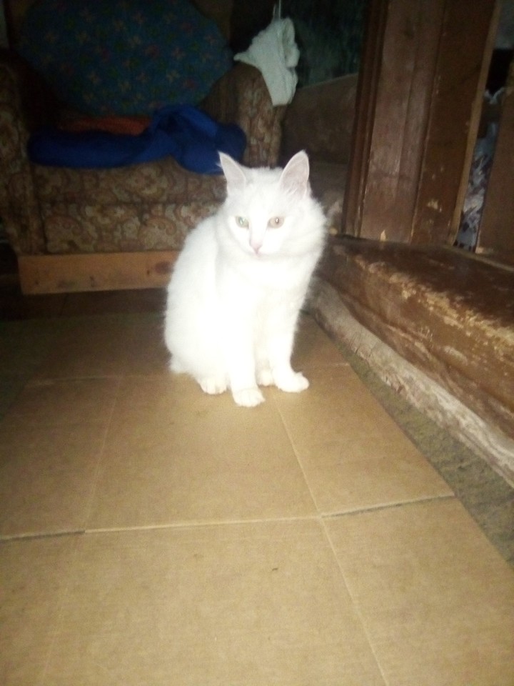 кот