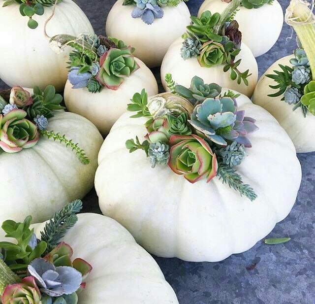 Succulent