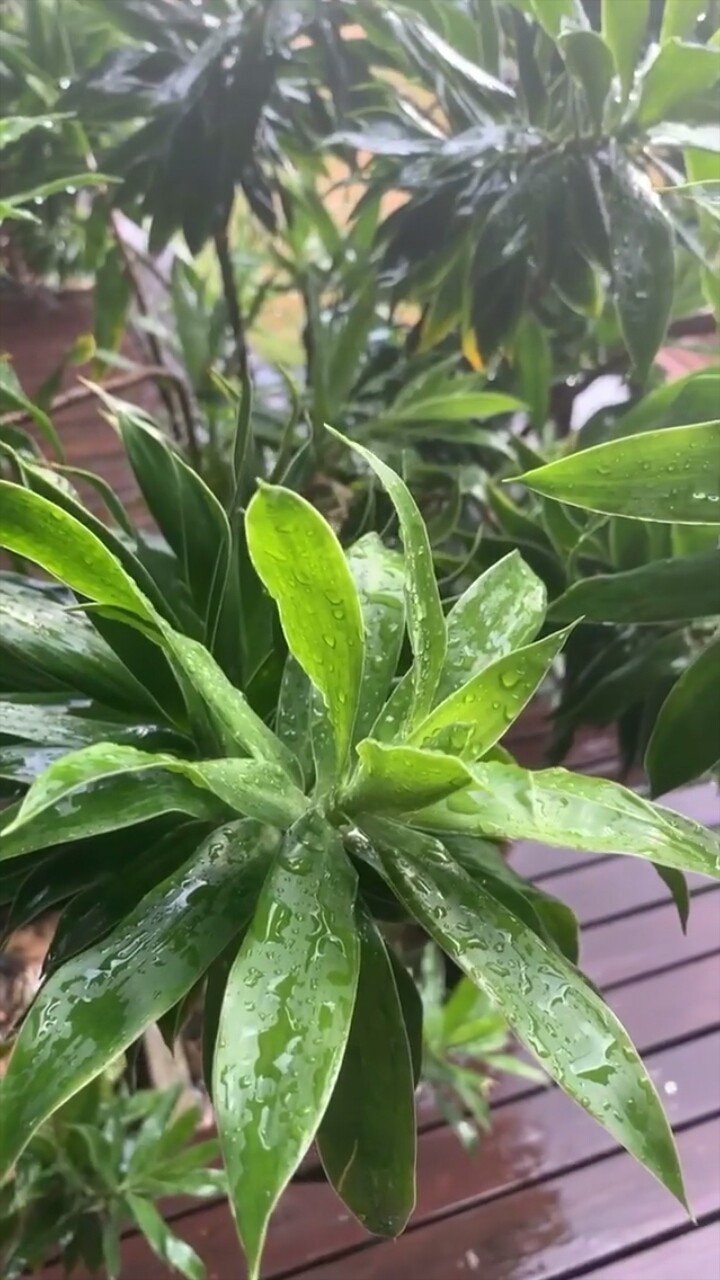 rain