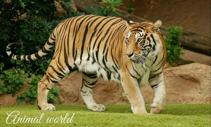 Animal world.