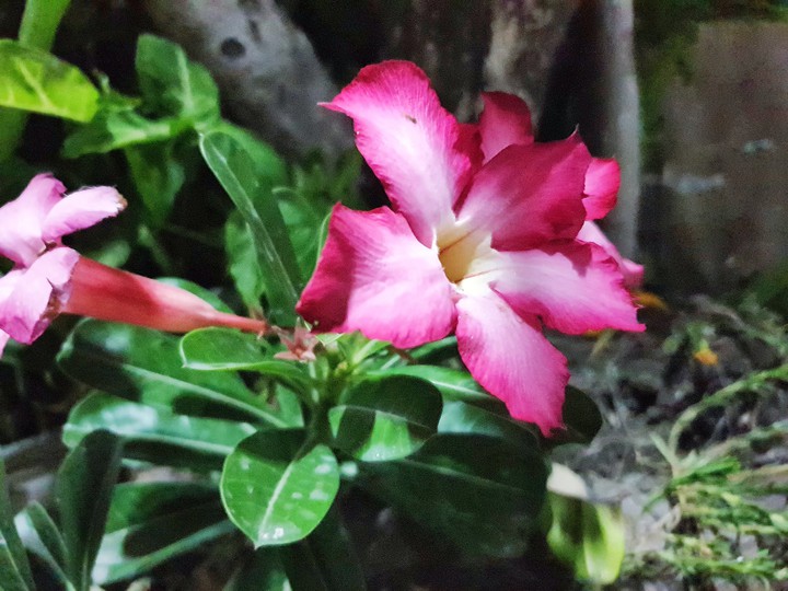 flower