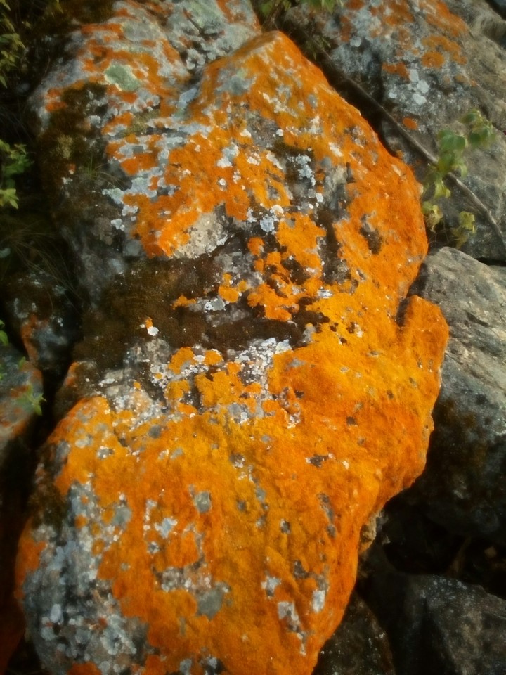 Colony orange moss. Sun August in South Ural
