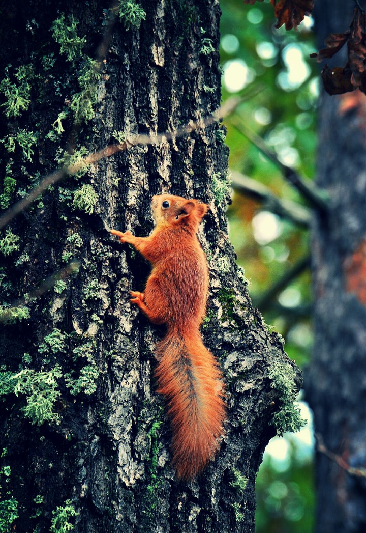 squirrel