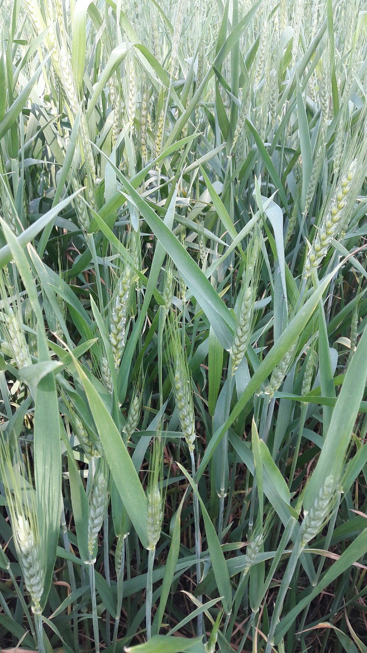 Green wheat grass my own field