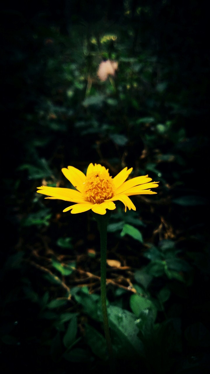 Flower for day
