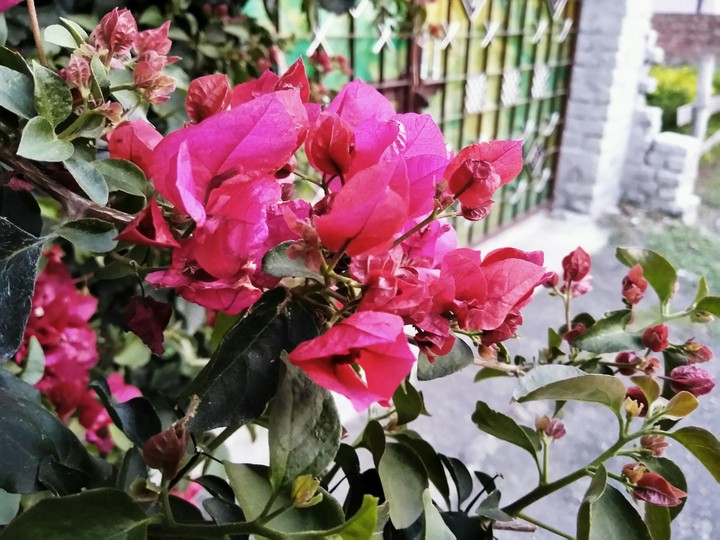 pink flowers