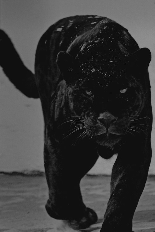 Black Panther