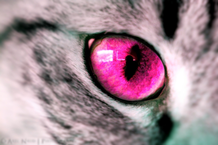 God's eye
