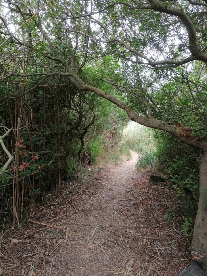 trees