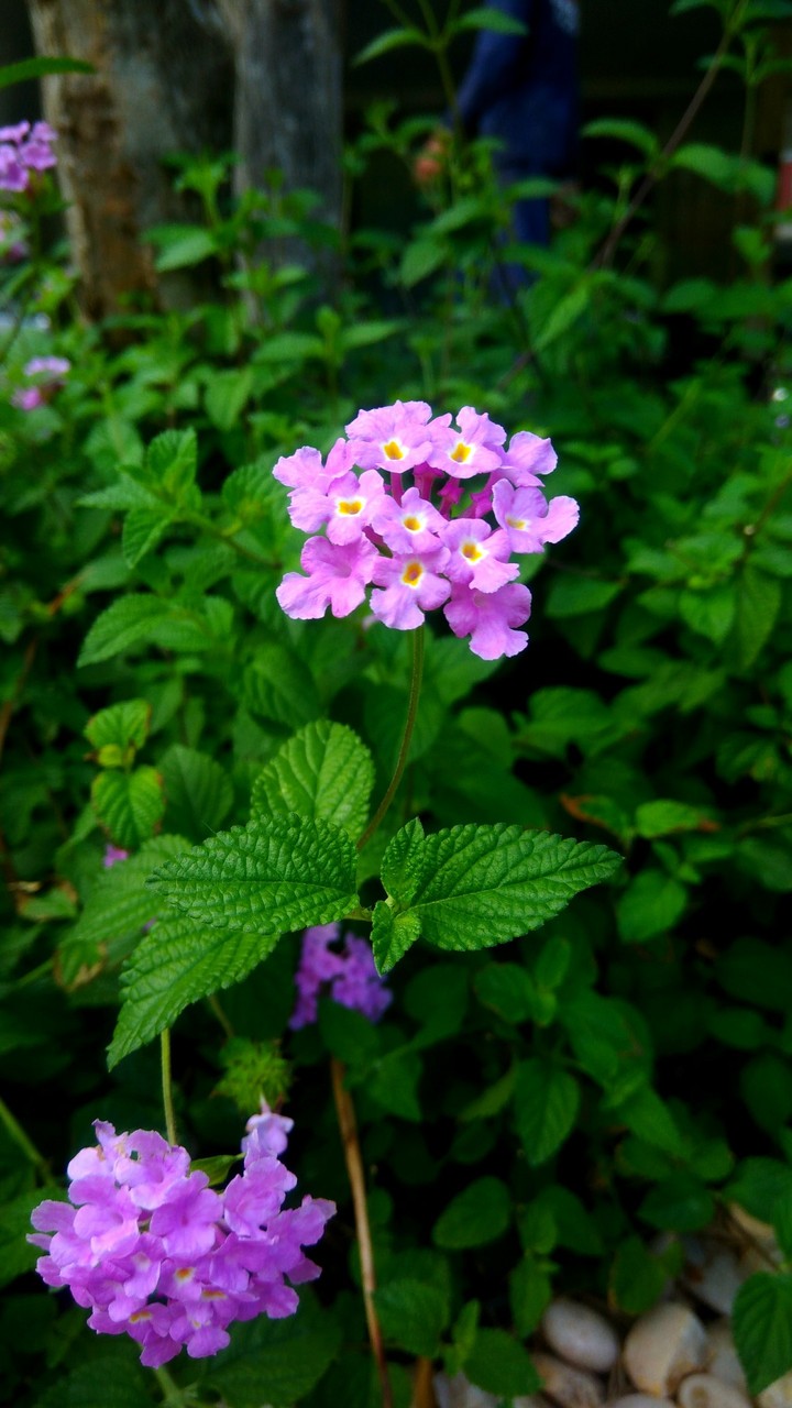 Florzinha