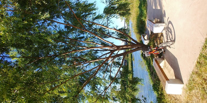 tree