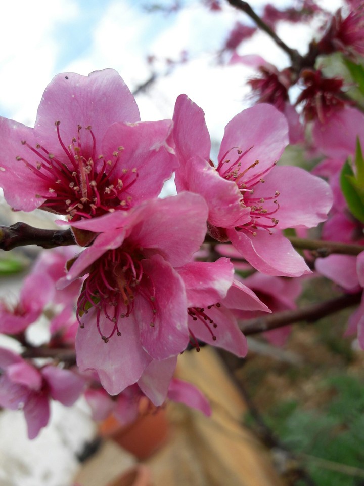 syrian spring