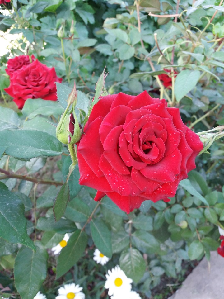 flower
