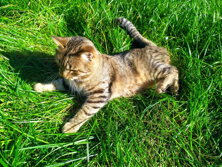 cat